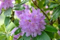 Mountain rosebay Rhododendron Catawbiense Grandiflorum, violet-purple flower